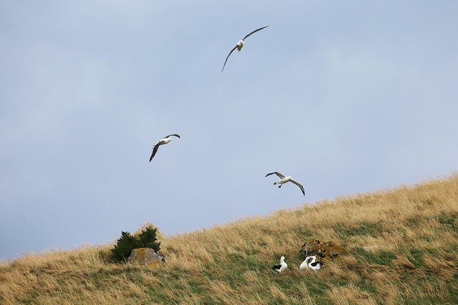 Dunedin City to Sea Wildlife Cruise + Peninsula Bus Tour - Cancellation and weather basics