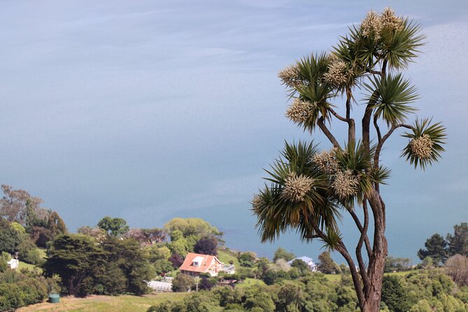 Dunedin City, Wildlife and Larnach Castle - The important penguin and albatross reality