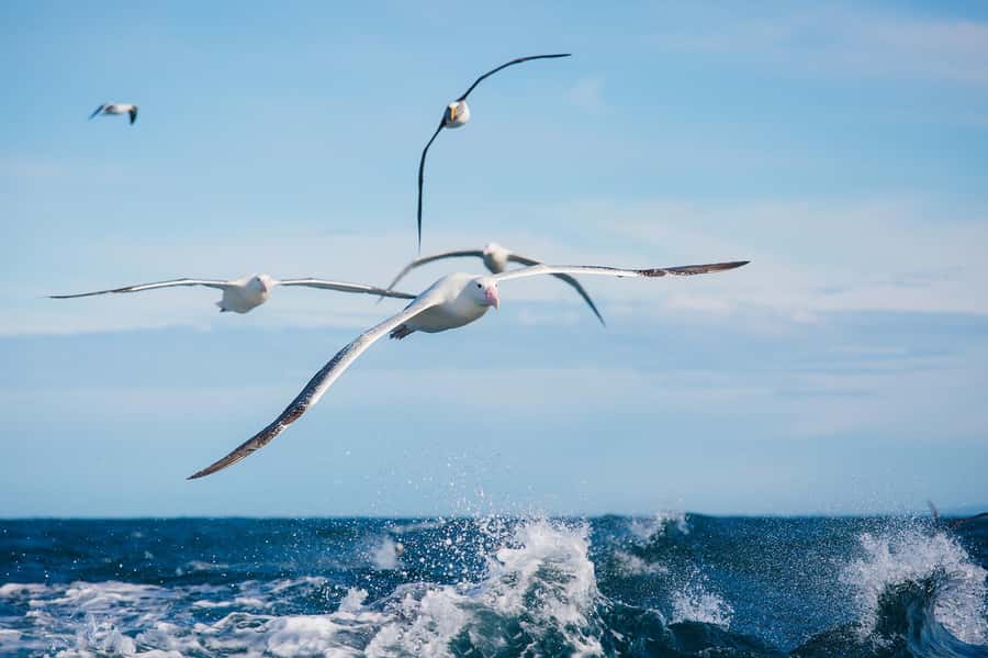 Dunedin: Monarch - One Hour Wildlife Cruise - Why the royal albatross makes this cruise special