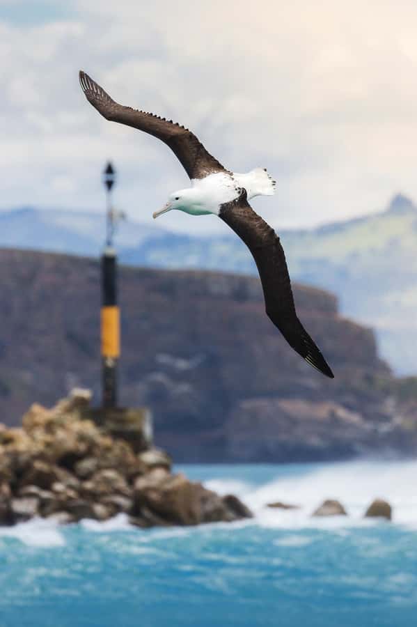 Dunedin: Monarch - One Hour Wildlife Cruise - Taiaroa Head, the lighthouse, and the albatross colony