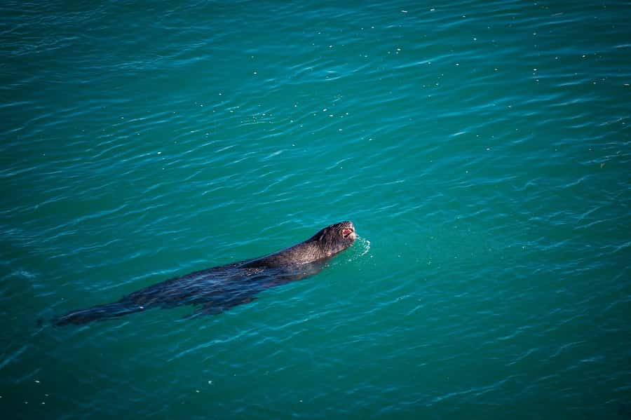Dunedin: Monarch - One Hour Wildlife Cruise - The fur seal colony at the rocky outcrops