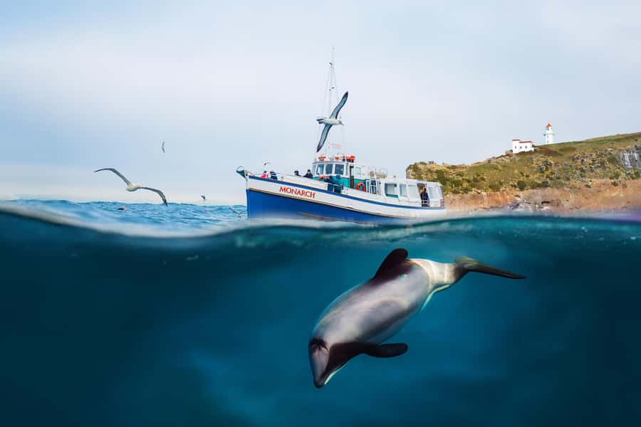 Dunedin: Monarch - One Hour Wildlife Cruise - What the crew adds to a one-hour trip