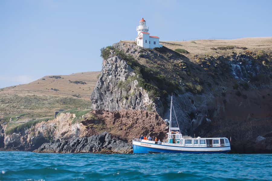 Dunedin: Monarch - One Hour Wildlife Cruise - Is $41 good value for one hour?