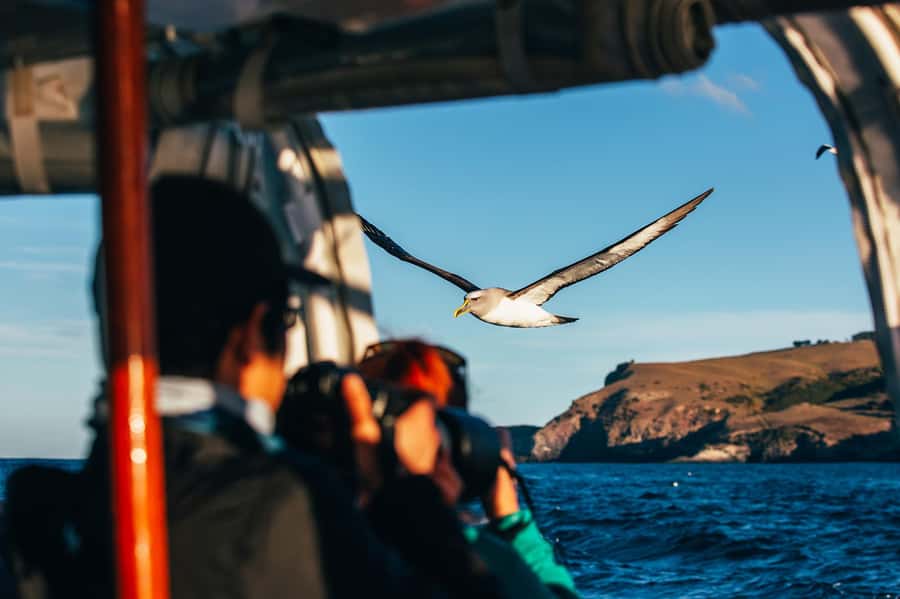 Dunedin: Monarch - One Hour Wildlife Cruise - Practical advice for a better outing