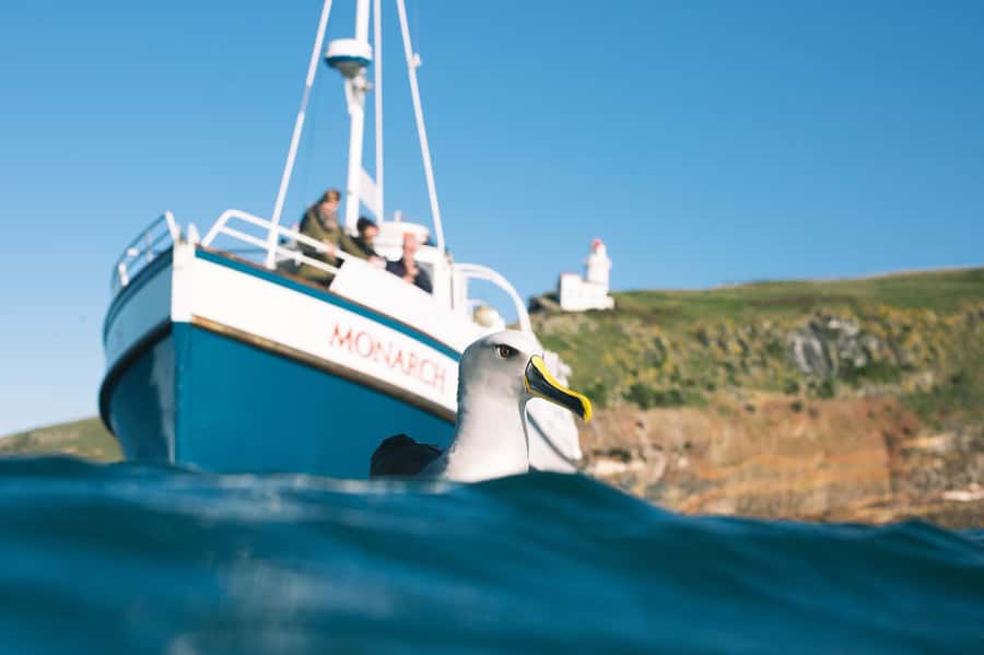 Dunedin: Monarch - One Hour Wildlife Cruise - From Wellers Rock Wharf into the Otago Harbour