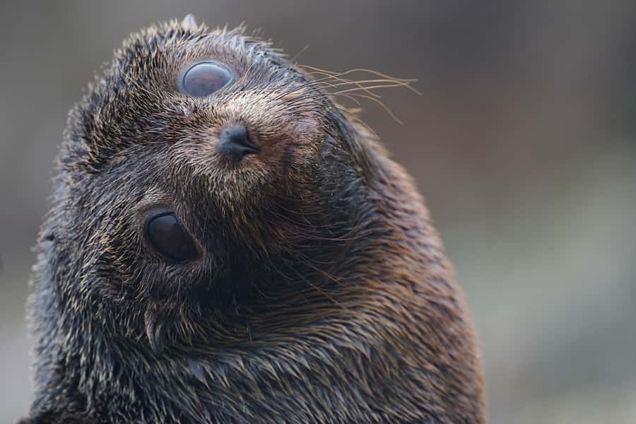 Dunedin: Otago Peninsula Clearwater Wildlife Tour - Key points at a glance