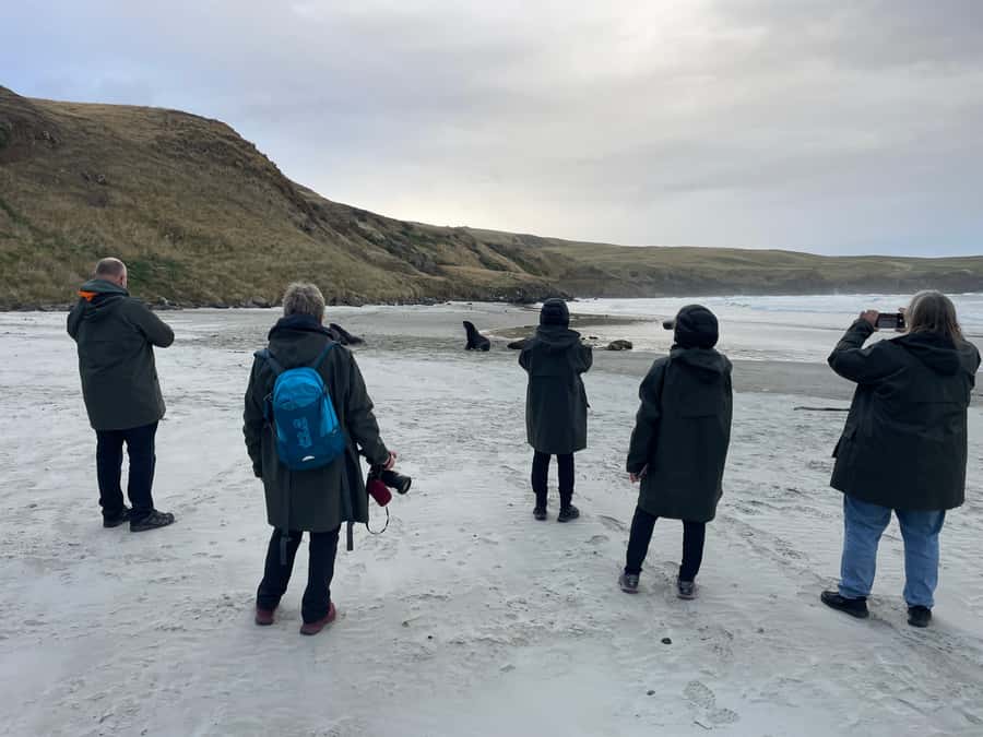 Dunedin: Otago Peninsula Clearwater Wildlife Tour - Sea lions and the wild beach reserve