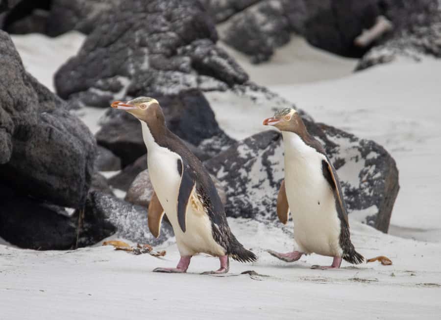 Dunedin: Otago Peninsula Clearwater Wildlife Tour - The yellow-eyed penguin question
