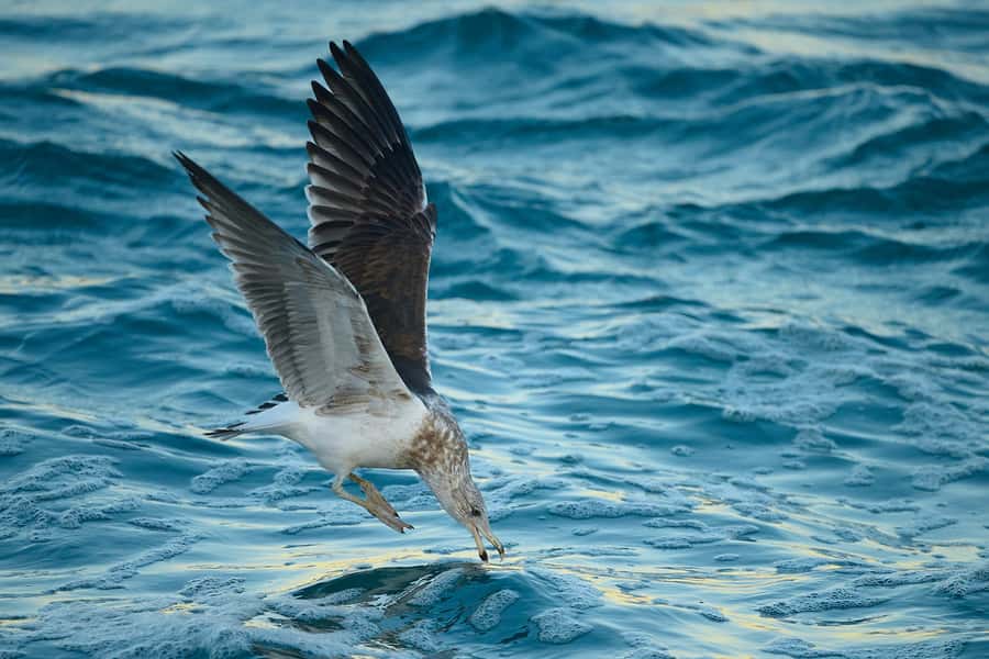 Dunedin: Otago Peninsula Clearwater Wildlife Tour - What the guides add to four hours on the coast