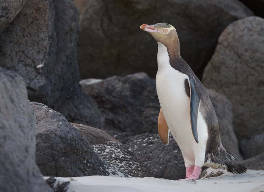 Dunedin: Otago Peninsula Clearwater Wildlife Tour - Leaving Dunedin through the Otago Peninsula