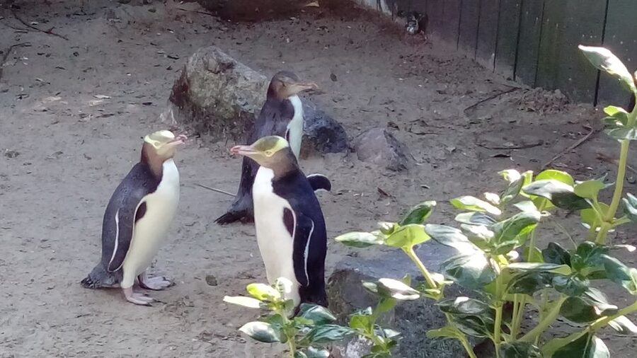 Dunedin: Otago Peninsula with Guided Penguin Reserve Tour - Highcliff Road and the Otago Peninsula