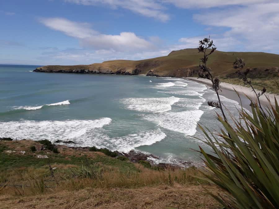 Dunedin: Otago Peninsula with Guided Penguin Reserve Tour - Lunch, timing, and the small-group advantage