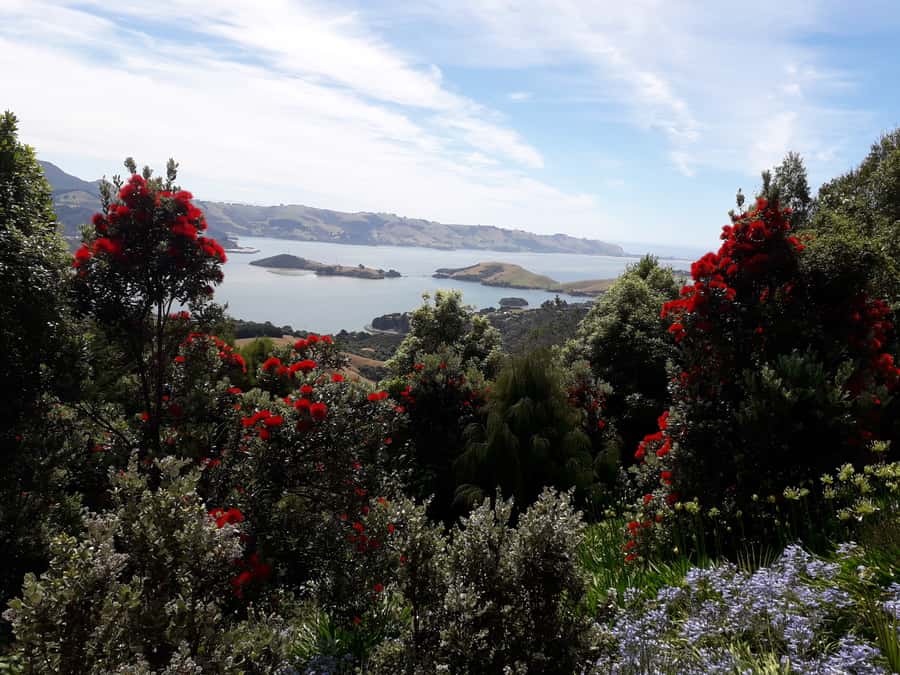 Dunedin: Peninsula with Lanarch Castle gardens & Olveston - The University, First Church, and railway station