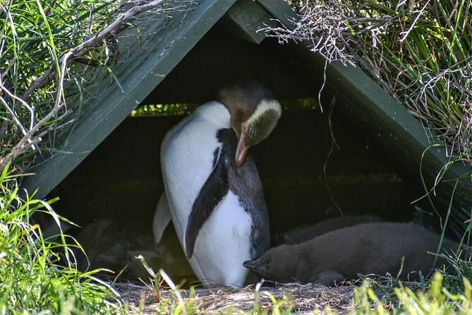 Dunedin Private Fullday Tour - Taiaroa Head and the Royal Albatross Centre