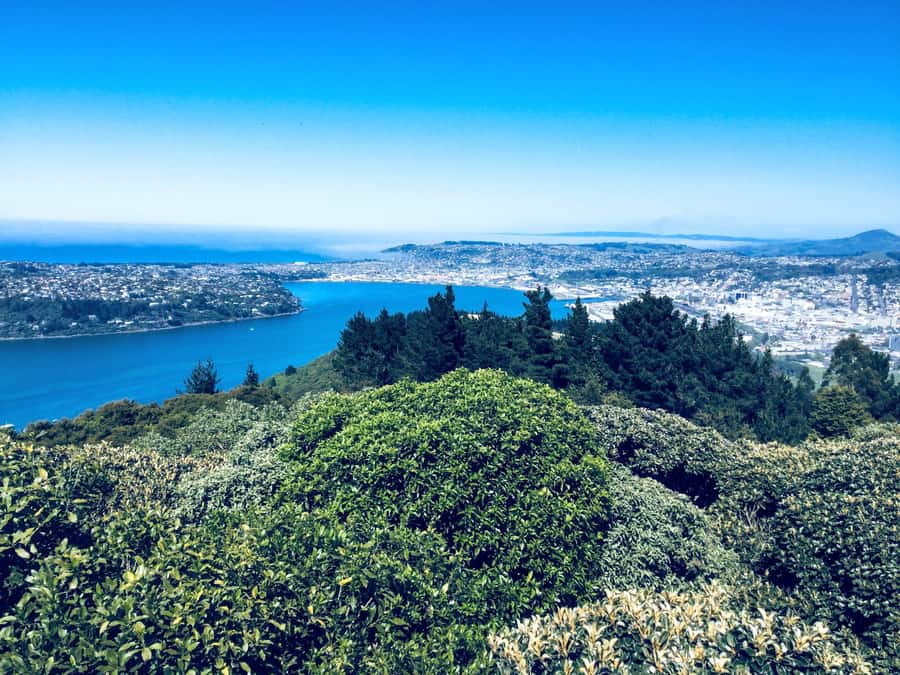 Dunedin: Small Group City Highlights Tour - Baldwin Street and the steepest-street debate