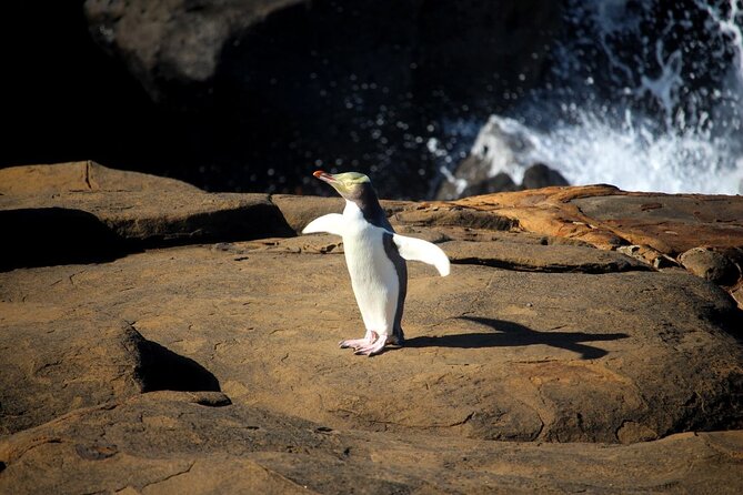 Dunedin to Te Anau via the Catlins One Way Small Group Tour - Why this is more than a long transfer