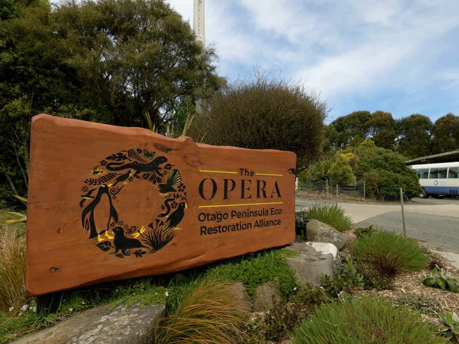 Dunedin: Wildlife and Penguin Tour - Key points at a glance