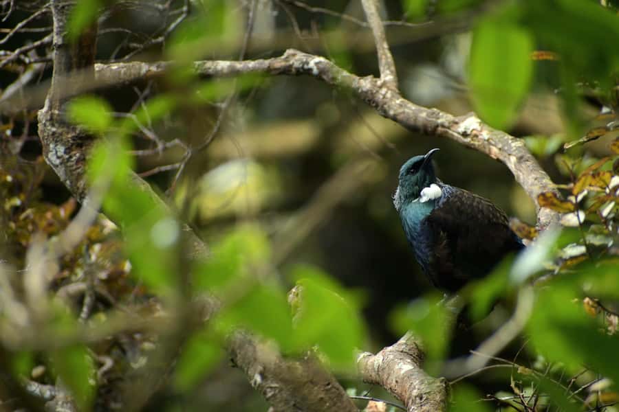 Dunedin: Wildlife and Penguin Tour - Why the Otago Peninsula reserve matters