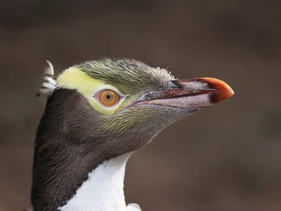Dunedin: Wildlife and Penguin Tour - A rare look inside the rehabilitation centre