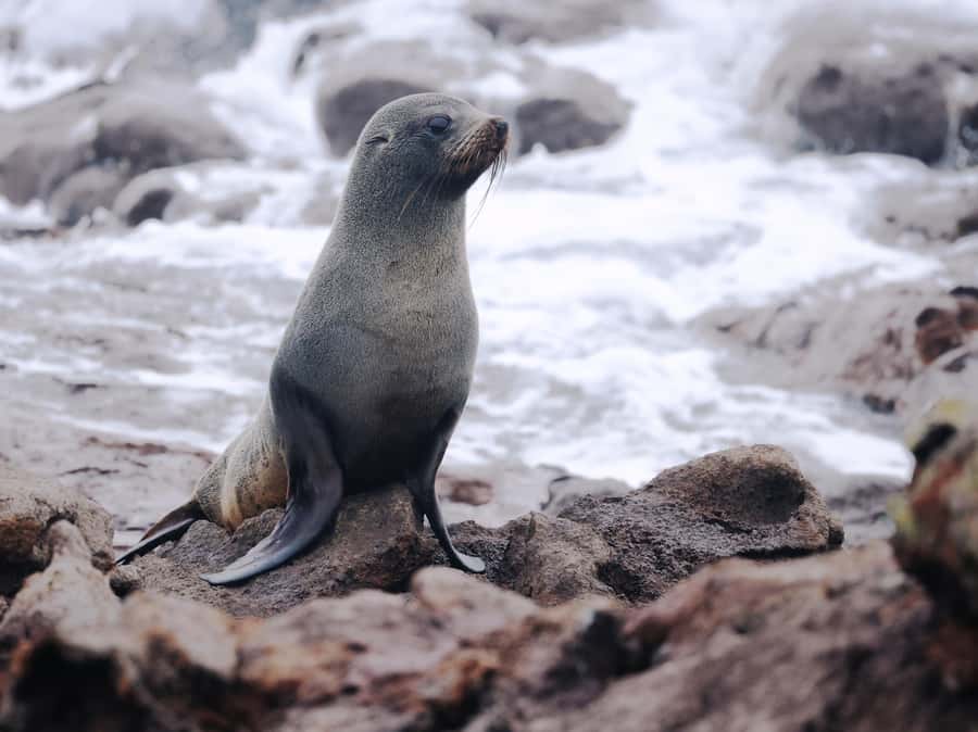 Dunedin: Wildlife and Penguin Tour - What you might see along the route