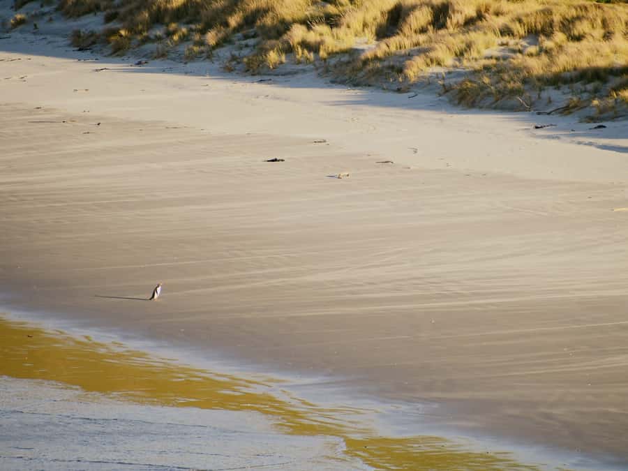 Dunedin: Wildlife and Penguin Tour - Weather, clothing, and practical limits