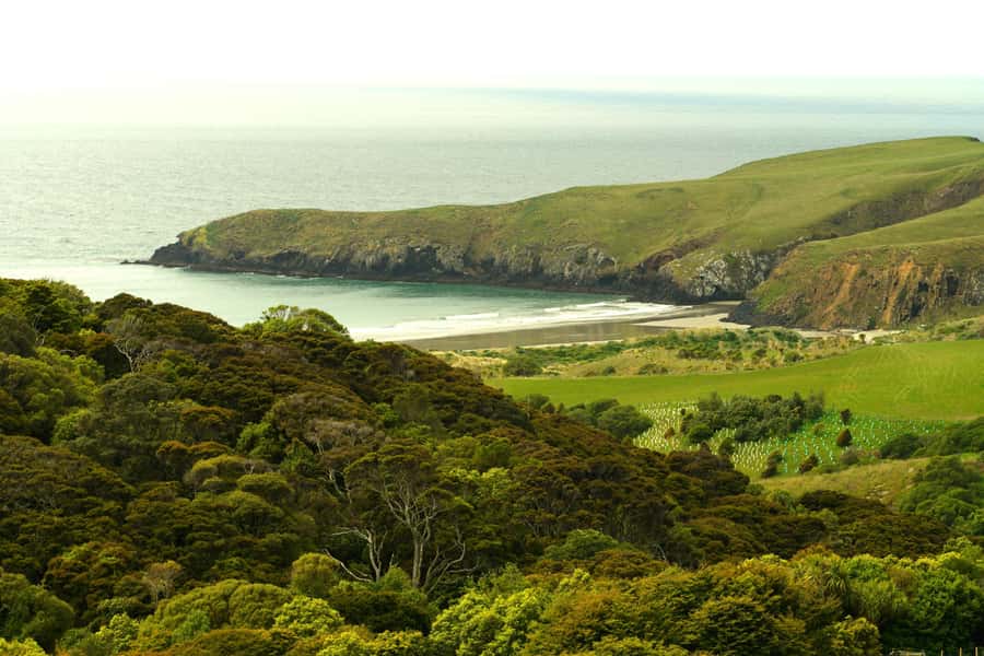 Dunedin: Wildlife and Penguin Tour - The theatre introduction sets the conservation story