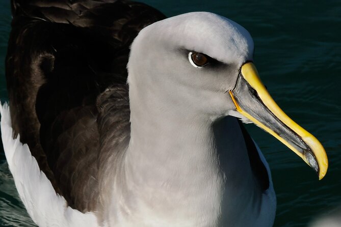 Dunedin Wildlife Cruise-Albatross, seals and harbour - Rachel’s style of guiding