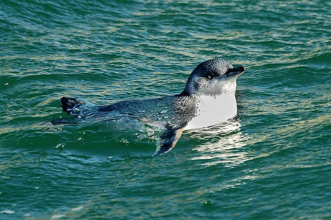 Dunedin Wildlife Cruise-Albatross, seals and harbour - What the boat is like on the water