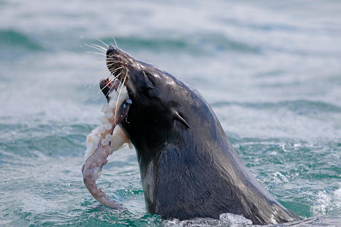 Dunedin Wildlife Cruise-Albatross, seals and harbour - Price and overall value at $105.50