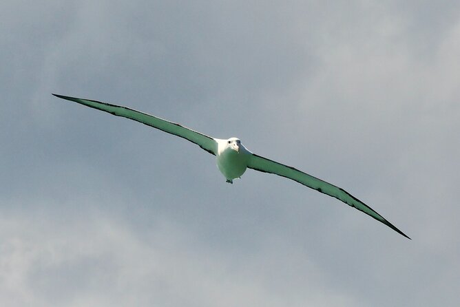 Dunedin Wildlife Cruise-Albatross, seals and harbour - Cancellation, weather, and planning details