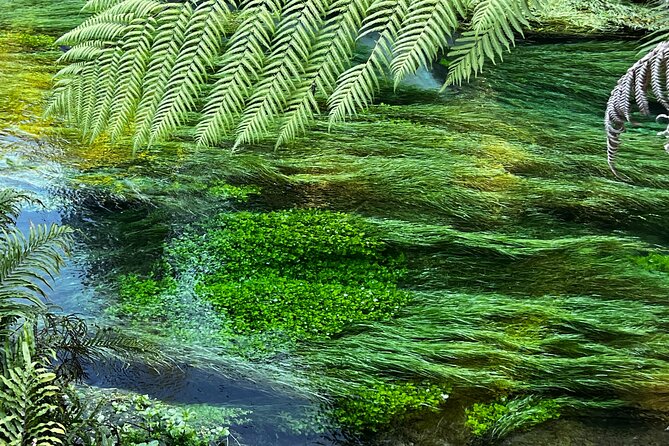 Ex Hamilton: TRIPLE DEAL Wai O Tapu, Redwood Forest & Blue Spring - Why this Hamilton day trip covers so much