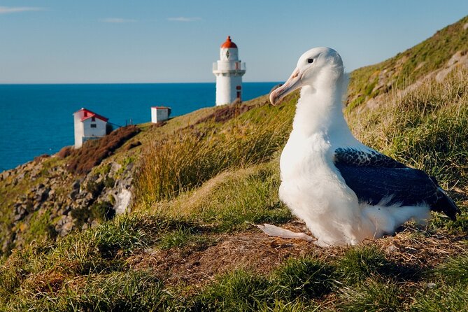Explore Dunedin: Self-Guided Audio Tour Adventure - The app setup is the most important practical detail