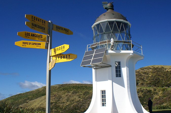 Far North New Zealand Tour Including 90 Mile Beach and Cape Reinga from Paihia - Kā Uri and the story of ancient kauri