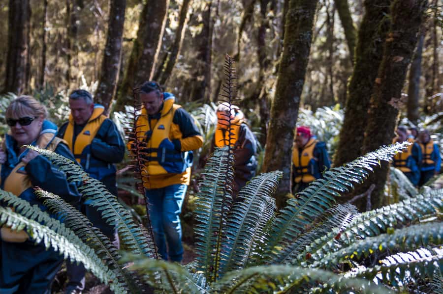 Fiordland: Jet Boat & Nature Walk Experience from Te Anau - How much value do you get for $116?