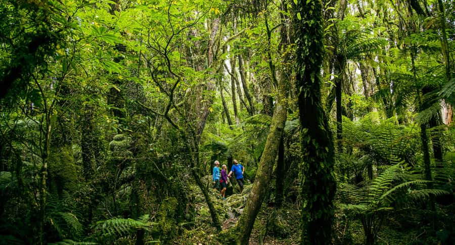 Fox Glacier: Half Day Walking & Nature Tour with Local Guide - Walking through Westland Tai Poutini National Park