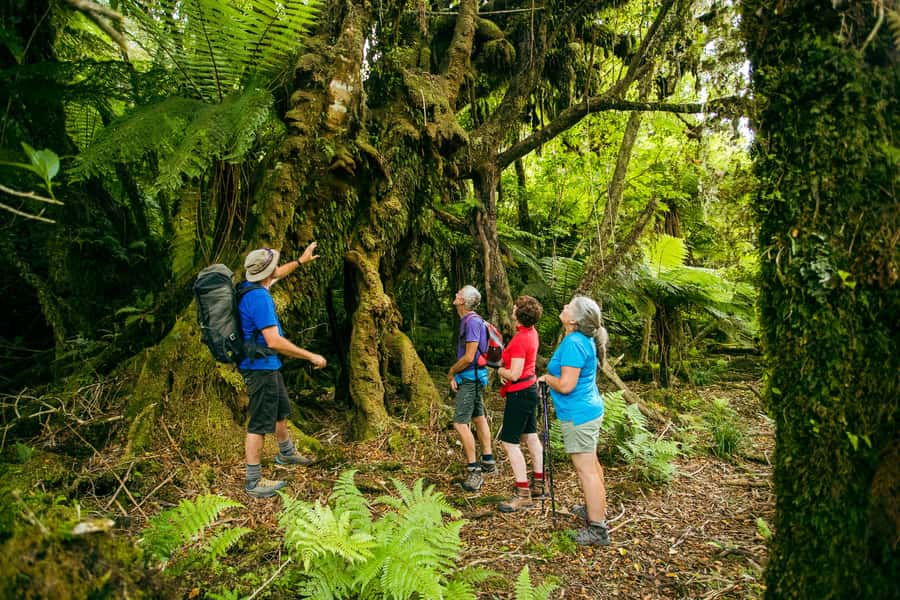 Fox Glacier: Half Day Walking & Nature Tour with Local Guide - Rain gear, footwear, and what to pack