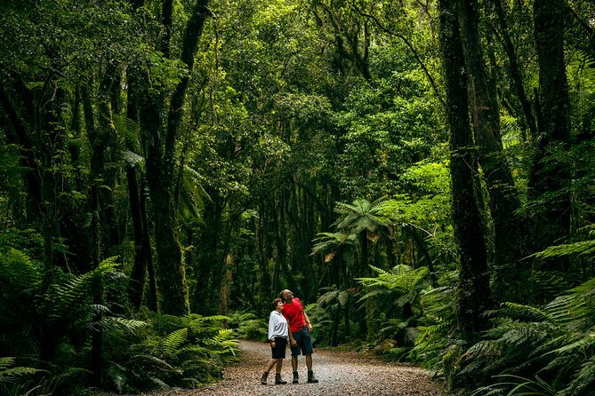 Fox Glacier Nature Tour - Why this walk is more than a glacier lookout