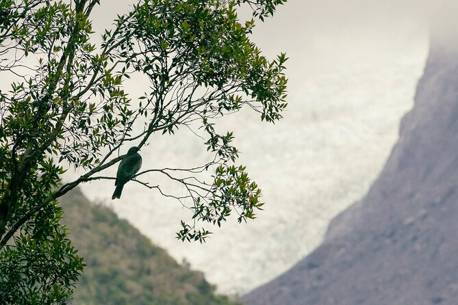 Fox Glacier Nature Tour - Price and overall value at $68.26