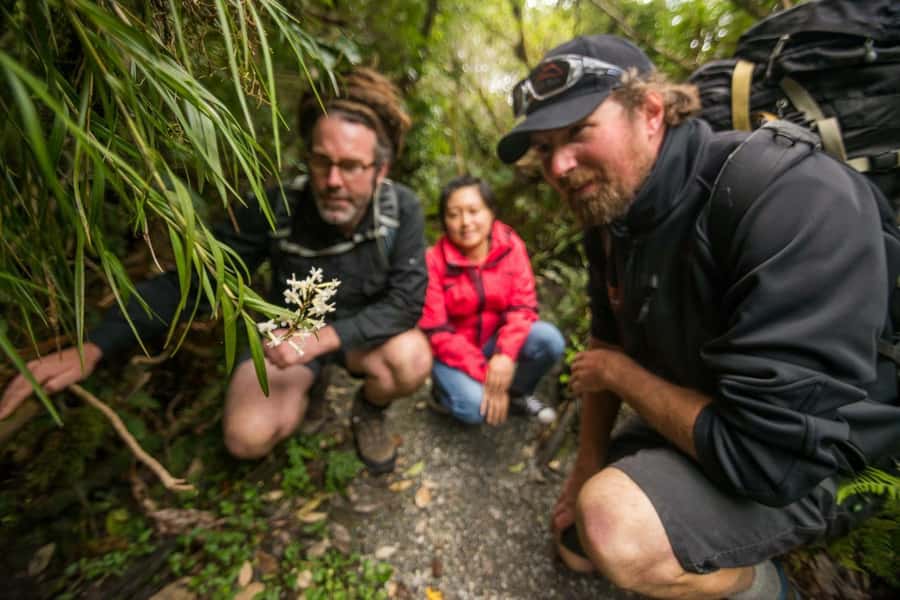 Franz Josef: Franz Josef Glacier Lookout Guided Walk - How to decide before booking