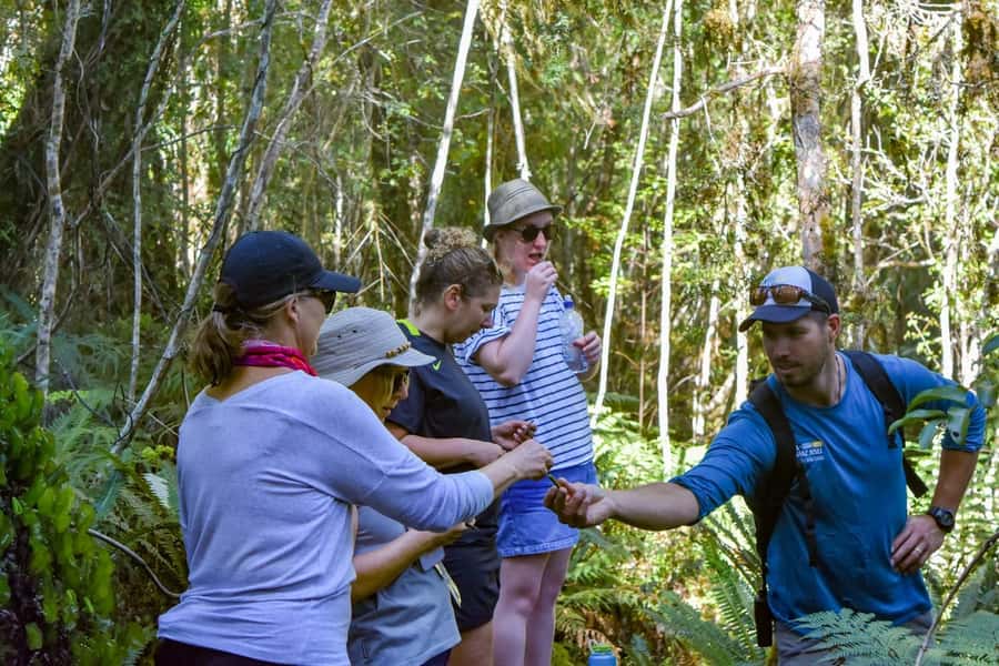 Franz Josef Glacier: 2.5-Hour Lake Mapourika Cruise and Walk - Why Lake Mapourika makes a good change from the glacier viewpoint