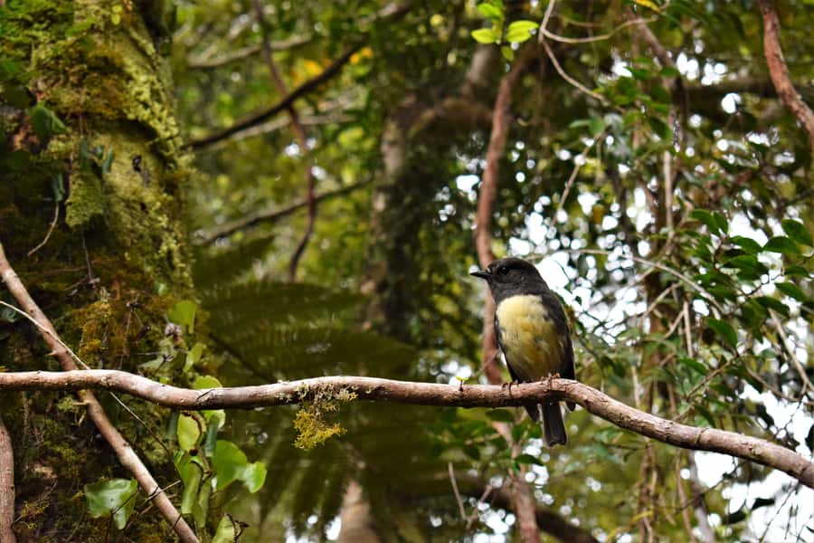 Franz Josef Glacier: 2.5-Hour Lake Mapourika Cruise and Walk - The guides are the main reason to book