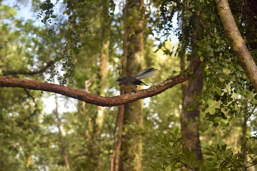Franz Josef Glacier: 2-Hour Scenic Lake Mapourika Cruise - Why Lake Mapourika is worth your time