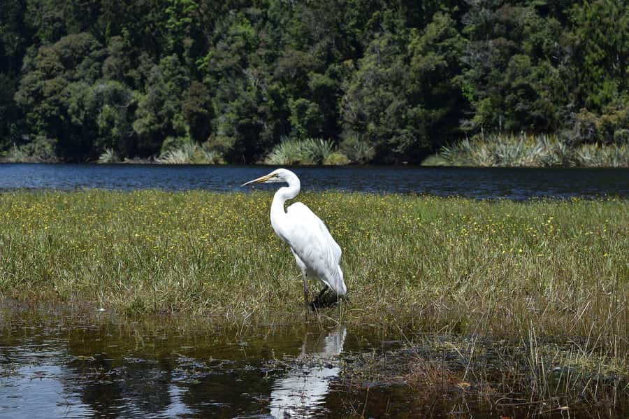 Franz Josef: Kayak & Walking Tour to Okarito Kiwi Sanctuary - A forest walk with some real exertion