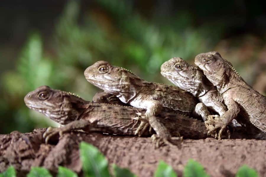 Franz Josef: Kiwi VIP Backstage Pass Tour -Booking Essential - Meeting New Zealand’s ancient tuatara
