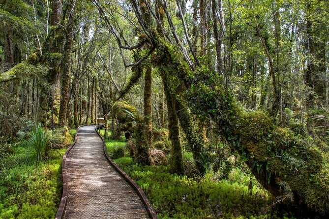 Franz Josef to Queenstown Small Group Tour via Wanaka 1 -Way - Wānaka and the famous lakeside tree