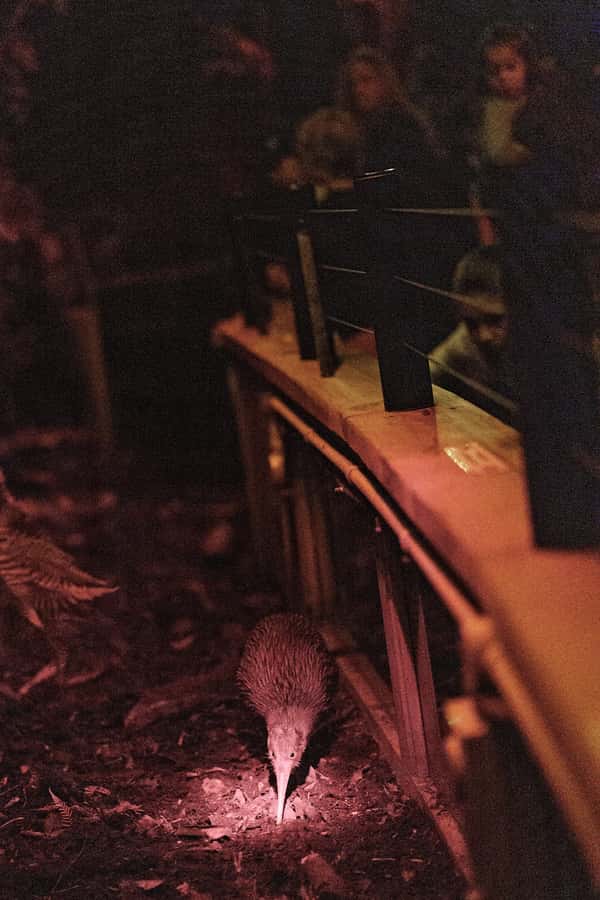 Franz Josef: West Coast Wildlife Centre Entry Ticket -48 hrs - Key things to know before you go