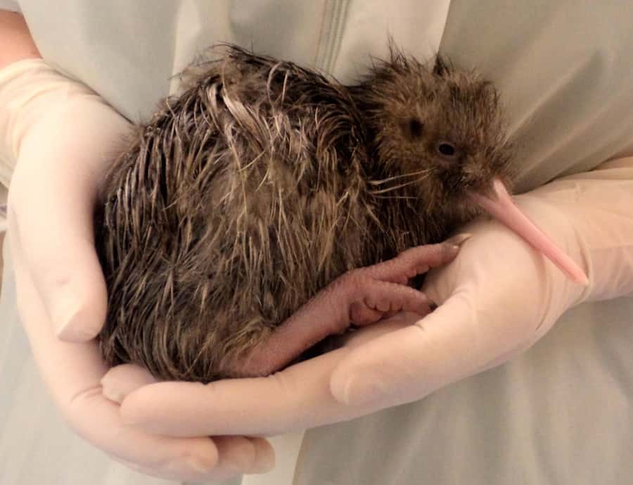 Franz Josef: West Coast Wildlife Centre Entry Ticket -48 hrs - Who should book this experience?