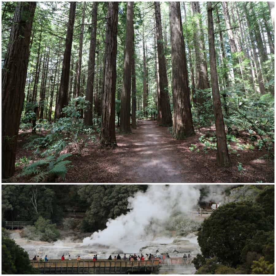 From Auckland: Day Trip to Rotorua with Optional extras - A small minibus changes the feel of the drive