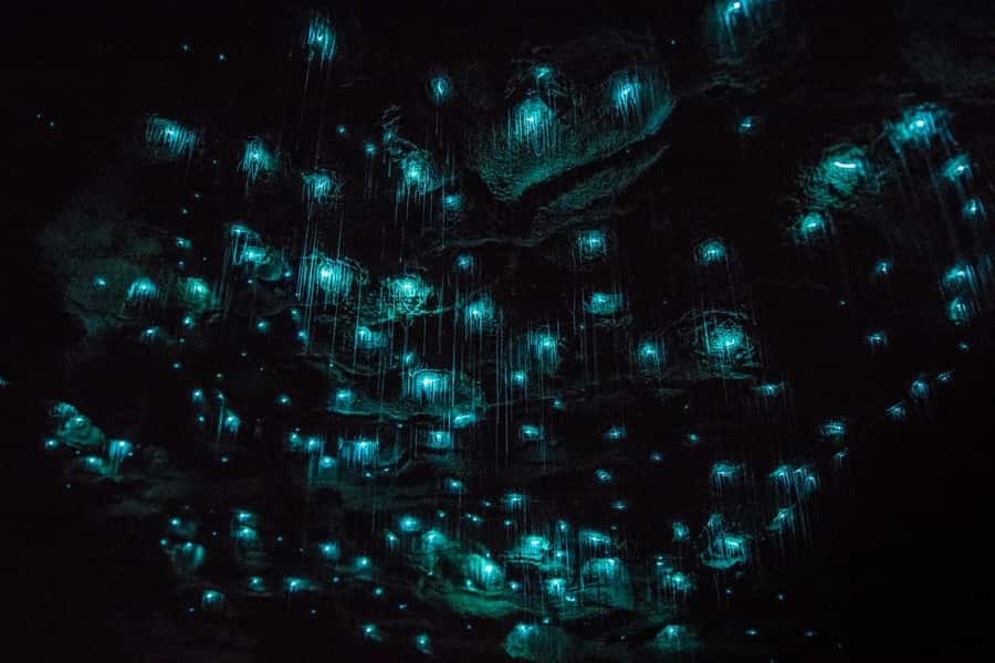 From Auckland: Day Trip to Waitomo Glow Worm Caves - Inside the cave, from rock formations to living lights