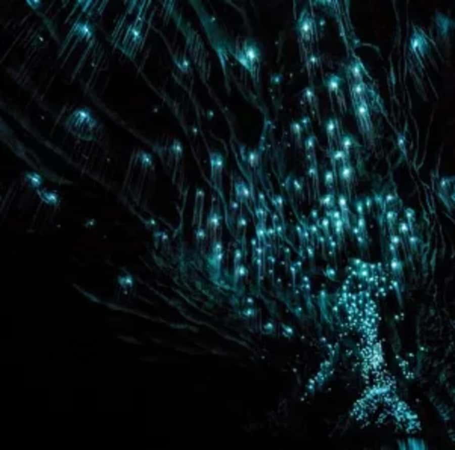 From Auckland: Day Trip to Waitomo Glow Worm Caves - The underground boat ride is the main event